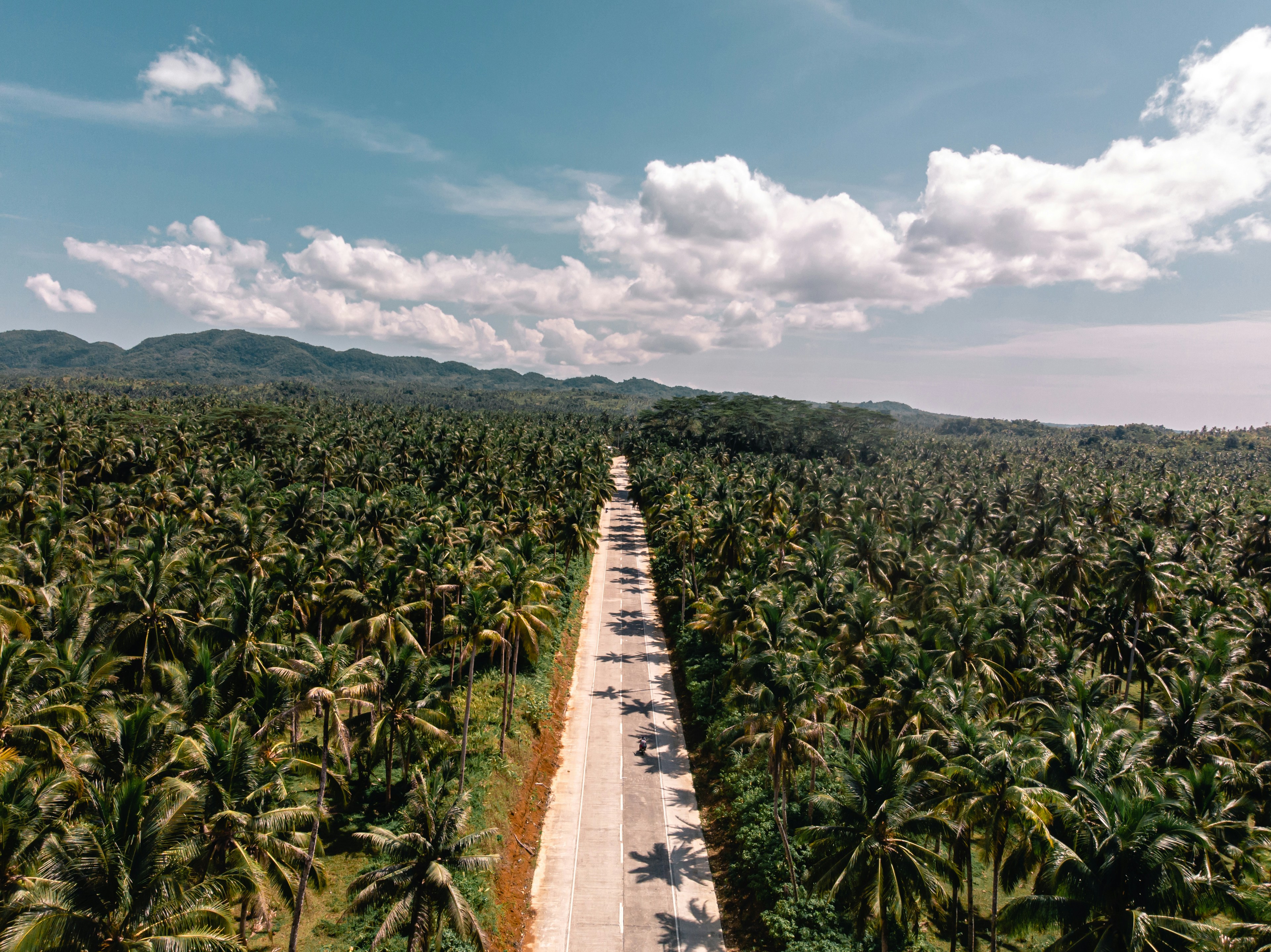 Spiaggia tropicale con palme nelle Filippine